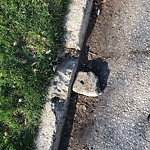 Curb Repair at 2383 Gladstone Ave