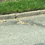 Pothole on Road at 2304 Lincoln Rd