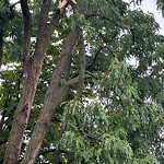 Storm-Related Tree Concern at 3363 Tecumseh Rd E