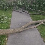 Storm-Related Tree Concern at 1565 Gladstone Ave