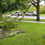 Storm-Related Tree Concern at 954 Janette Ave