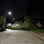 Storm-Related Tree Concern at 3170 Northway Ave