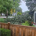 Storm-Related Tree Concern at 7373 St Rose Ave