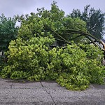 Storm-Related Tree Concern at 455 Mcewan Ave