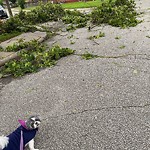 Storm-Related Tree Concern at 1336 Granville Cres