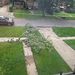 Storm-Related Tree Concern at 189 Cameron Ave