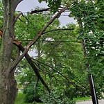Storm-Related Tree Concern at 293 St Paul Ave