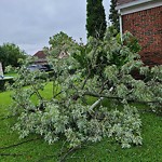 Storm-Related Tree Concern at 985 Tuscarora St