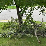 Storm-Related Tree Concern at 391 Hall Ave