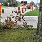 Storm-Related Tree Concern at 7665 Wyandotte St E Riverside
