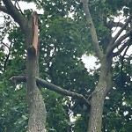 Storm-Related Tree Concern at 2249 Pelissier St