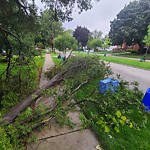 Storm-Related Tree Concern at 832 Isabelle Pl
