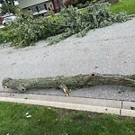 Storm-Related Tree Concern at 214 Vernon Cres
