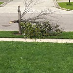 Storm-Related Tree Concern at 3369 Conservation Dr