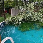 Storm-Related Tree Concern at 8960 St Rose Ave
