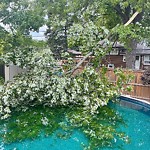 Storm-Related Tree Concern at 8960 St Rose Ave