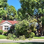 Storm-Related Tree Concern at 1250 Ypres Ave