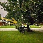 Storm-Related Tree Concern at 3770 Hillcrest Blvd