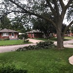 Storm-Related Tree Concern at 2535 Askin Ave