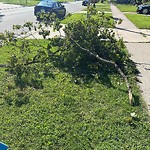 Storm-Related Tree Concern at 2143 Lincoln Rd