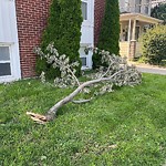 Storm-Related Tree Concern at 277 Curry Ave