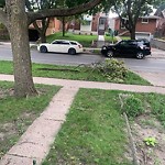 Storm-Related Tree Concern at 1166 Janette Ave