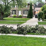 Storm-Related Tree Concern at 849 Patrice Dr