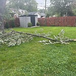 Storm-Related Tree Concern at 3217 Dandurand Ave