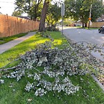 Storm-Related Tree Concern at 1905 Arthur Rd