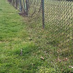Fence Repair at 3940 Carmichael Rd