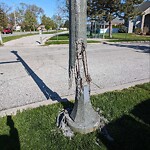 Streetlight Issue at 505 Cora Greenwood Dr