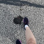 Pothole on Road at 2977 Forest Glade Dr