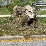 Sidewalk Repair at 1381 Lincoln Rd