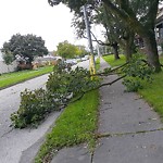 Storm-Related Tree Concern at 2244 Union St