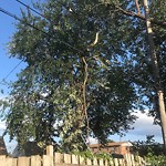 Storm-Related Tree Concern at 764 Campbell Ave