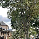 Storm-Related Tree Concern at 334 Mcewan Ave