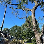 Storm-Related Tree Concern at 3495 Barrymore Lane