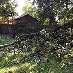 Storm-Related Tree Concern at 490 Rankin Ave