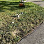 Garbage Bin Emptying at 125 Tecumseh Rd E