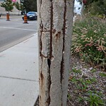 Streetlight Issue at 300 Riverside Dr W