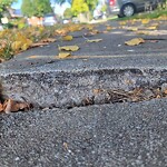 Sidewalk Repair at 1092 Albert Rd